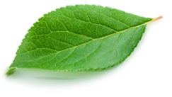 content leaf